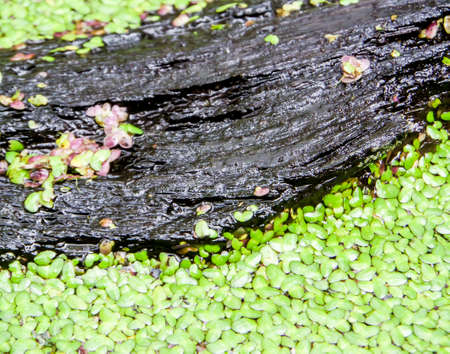 Old wood leaf of green Mosquito fern backgroundの写真素材