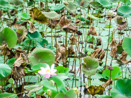 lotus farm has harvest by cut to sale in the flower marketの写真素材
