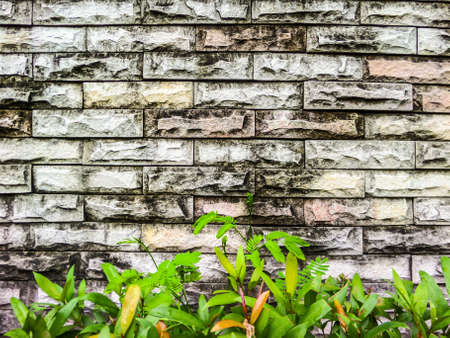 Ancient blick wall and green plant background has dry moss all surfaceの写真素材