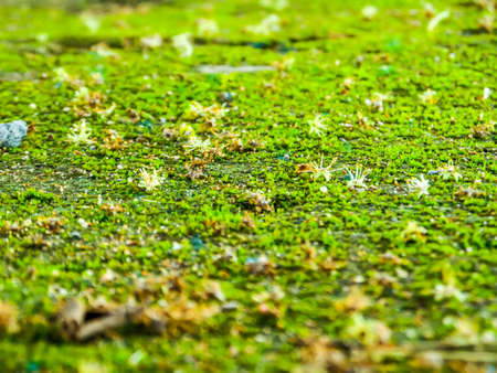 pollen and flower fall on moss surface at stone in forestの写真素材
