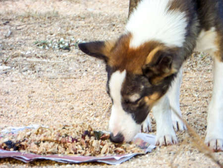 A group of stray dog eat junk food or food pellet from kindness people.の写真素材