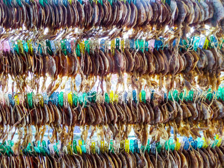 Dry hundred squids hang on sling for sale