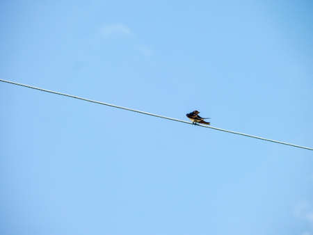 Little bird stand on power elecrtic line  in skyの写真素材