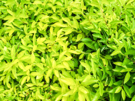 green and light yellow leaf of plant background at the garden in summer seasonの写真素材