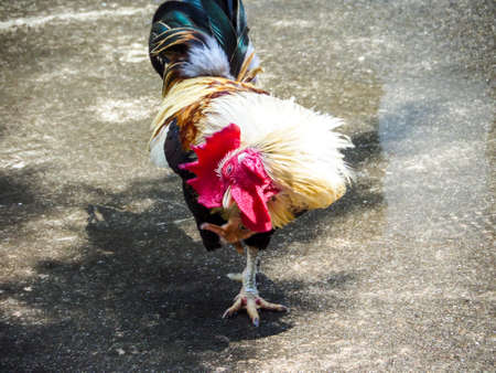 joke action thai chicken and walking around farmの写真素材