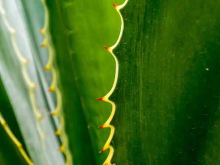 thorn on border of green leaf plant in the parkの写真素材