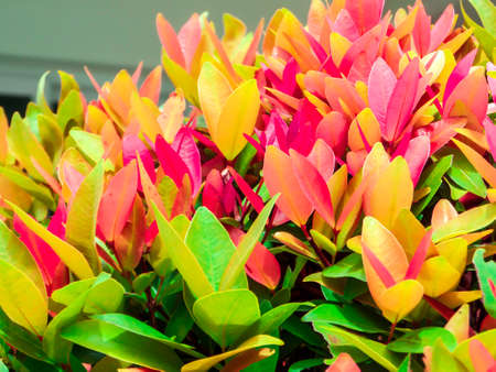 Australian Rose Apple has another name such as Brush Cherry, Creek Lily Pilly, Creel Satinash, Syzygium austral, Christinaの写真素材