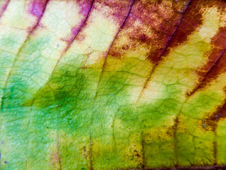 detail of Tectona grandis leaf. It has damage day and green color change to brown before fall to...