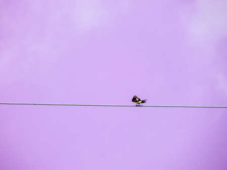 Little bird stand on power elecrtic line and purple skyの写真素材