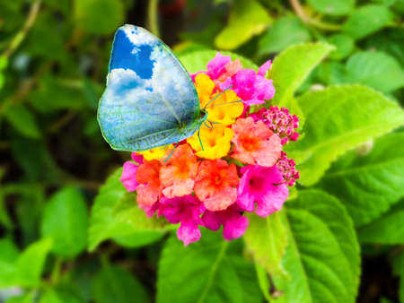 butterfly sky wing on lantana magenta yellow colorful tone beauty flower in garden