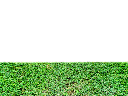 grass in garden isolated and text spaceの写真素材