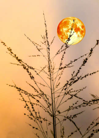 blood moon and silhouette grass in evening timeの写真素材