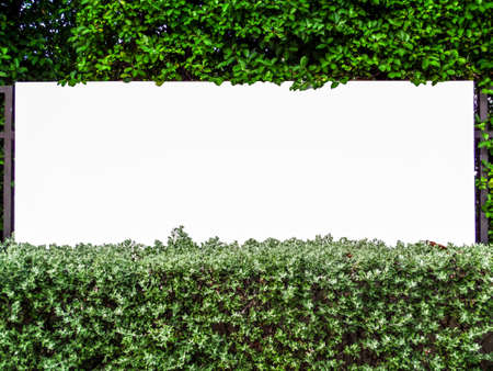 fence concrete in nature garden with wall plant and grassの写真素材