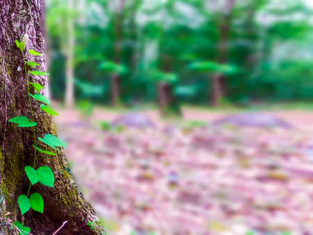 green plant growning on ancient tree and blur backgroundの写真素材