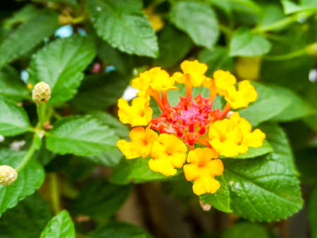 lantana yellow colorful tone beauty flower in gardenの写真素材