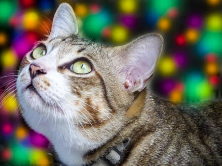 the two eye color cat looking outside window colorful lightの写真素材
