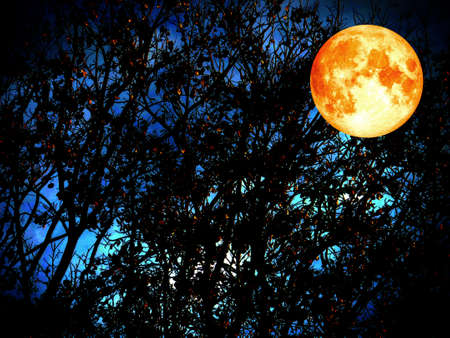 super moon shadows dark of the forest and twilight time backgroundの写真素材