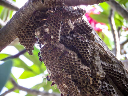 A wasp is any insect of the order Hymenoptera and suborder Apocrita that is neither a bee nor, Some...