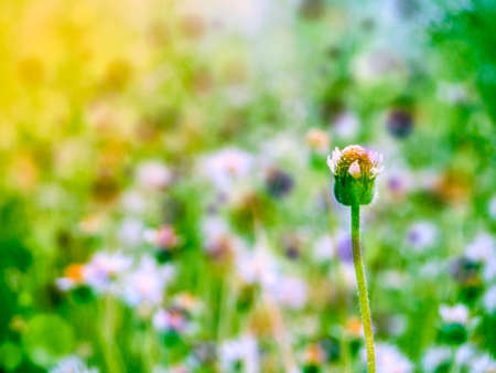 the grass flower bloom all field in autumn