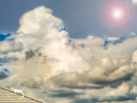 cat sunbath rainbow on the roof, concept good, holiday, relax, sleep, happyの写真素材