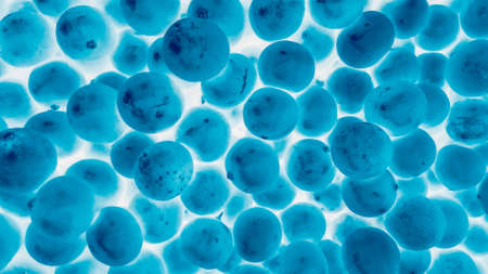 Lemon raw food art texture skin abstract backgroundの写真素材