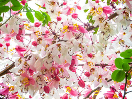 Wild Himalayan Cherry  blooming on tree in summerの写真素材