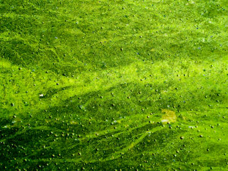 blue green algae cover sea surface is pollution of seaの写真素材