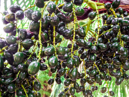 green palm seed in garden after rain drop in gardenの写真素材