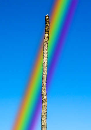 Dead coconut and rainbow in the blue skyの写真素材