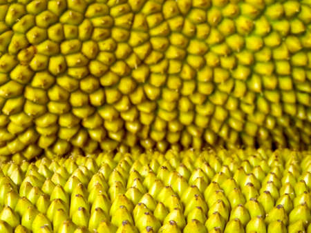 jackfruit surface close up and blur jackfruit texture backgroundの写真素材