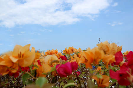 bougainvillea colorful flower, concept happiness has got with teamworkの写真素材