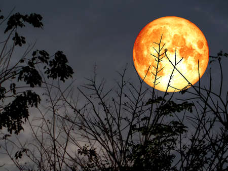 super full blood moon back silhouette top dry tree in garden