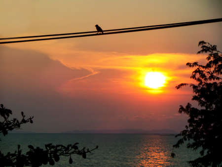 sunset sky silhouette bird on electric line leaves and treeの写真素材