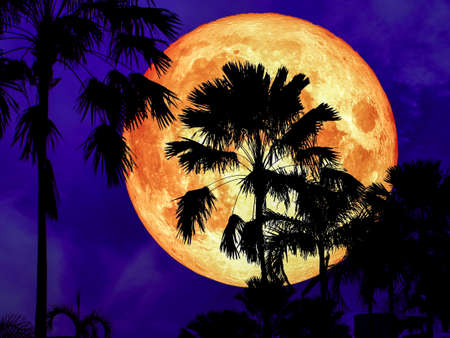 super pink moon back silhouette coconut tree in gardenの写真素材