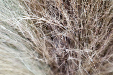 close up to flower broom abstract detail background