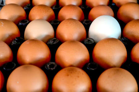 white egg on pack,raw chicken eggs for cooking in plastic boardの写真素材