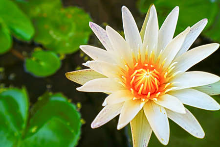 lilly flower blooming on day and green lilly pad backgroungの写真素材