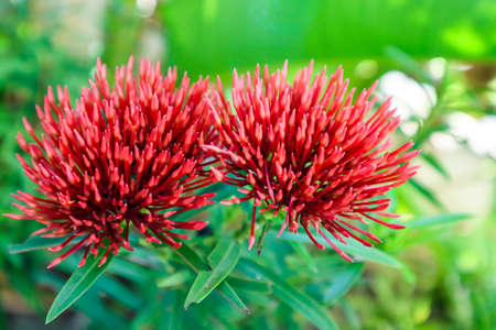 red Ixora is a tropical to semi-tropical evergreen shrub that is suitable for landscapes in Thailand