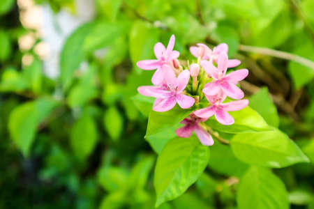 Pink Ruspolia, Prickly Bush, Ruddy Rose is name of american beauty flower is has bouquet and pink color on petalsの写真素材