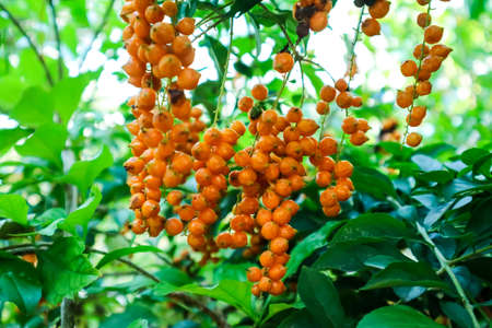 Golden Dew Drop, Pigeon Berry, Sky Flower ( Duranta erecta ), The flowers are light-blue or...