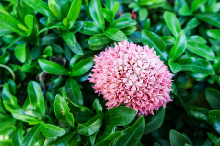 Ixora is a tropical to semi-tropical evergreen shrub that is suitable for landscapes in Thailandの写真素材