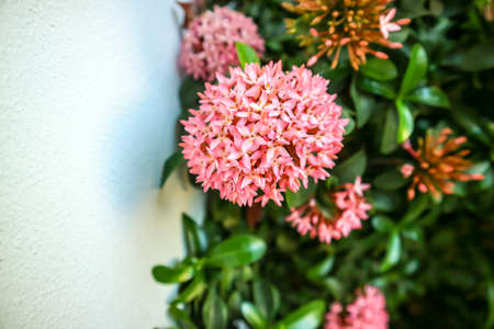 Ixora is a tropical to semi-tropical evergreen shrub that is suitable for landscapes in Thailandの写真素材