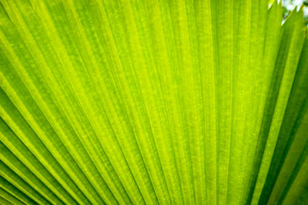 close up to the green palm leaf texture surface
