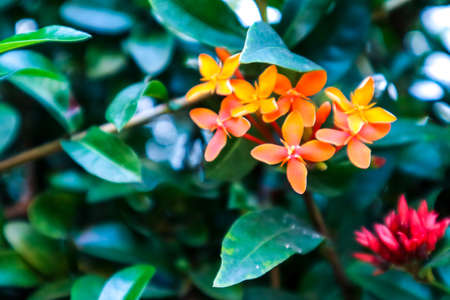 Ixora is a tropical to semi-tropical evergreen shrub that is suitable for landscapes in Thailandの写真素材