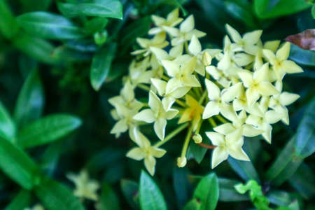 Ixora is a tropical to semi-tropical evergreen shrub that is suitable for landscapes in Thailandの写真素材