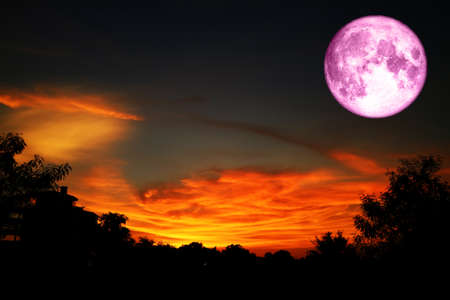 super full pink moon back over on silhouette tree in sunset skyの写真素材