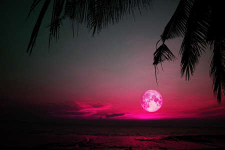 super full pink moon on silhouette tree in dark red colorful skyの写真素材