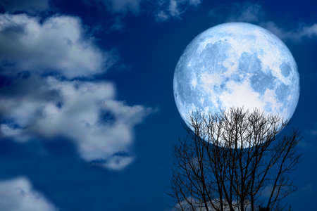super full moon back silhouette dry tree in the night skyの写真素材