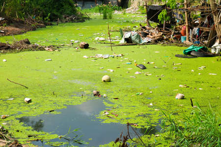 Lemna (Duckweed) as an indicator of water pollution