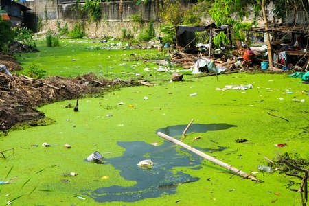 Lemna (Duckweed) as an indicator of water pollution